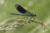 IMG_0360 Calopteryx splendens male